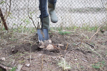 Man wearing roober boots trying to remove and pulling out roots of dry bush with shovel outdoors in yard. Gardener digging with garden spade in soil. Seasonal backyard cleaning concept.

