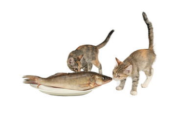 kittens and fish