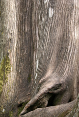Fototapeta na wymiar larix bark with moss, as a background