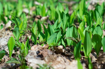 Young green leaves of a Ramsons (Allium ursinum) close up break through last year's leaves in the forest.