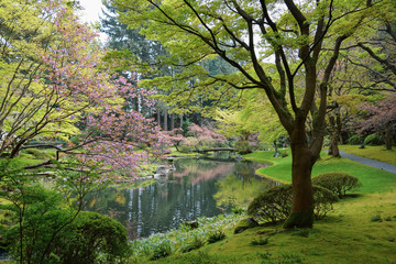 A japanese garden in early spring with pink cherry blossoms and bright green foilage