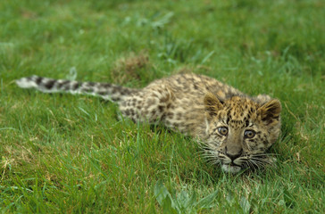 Amur Leopard
