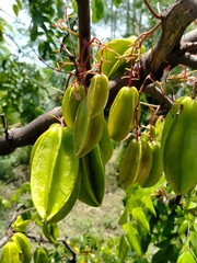 banana tree in thailand