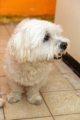 犬の動作　よそ見