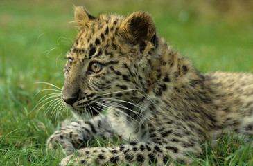 Amur Leopard