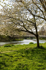 Fototapeta na wymiar A view along the River Ouse in Lewes, in springtime