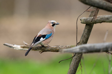 jay sitting on a branch