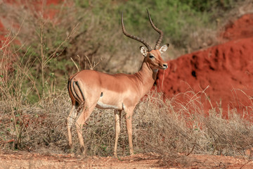 Adult antelope in Tsavo National Park, Kenya