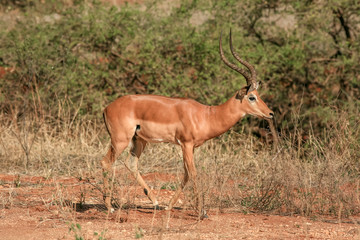 impala antelope in kruger national park