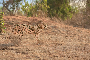 Fototapeta na wymiar cheetah in the savannah