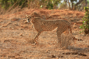 cheetah in serengeti