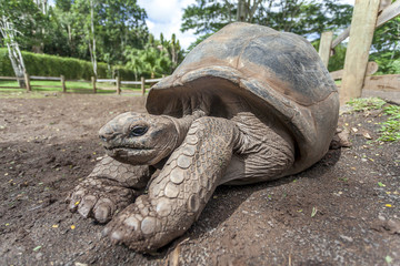 giant galapagos tortoise