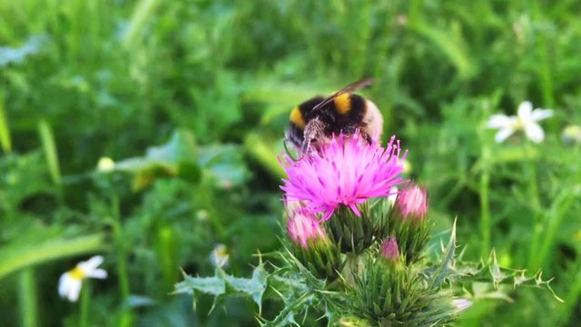 Bumblebee collecting pollen on flower