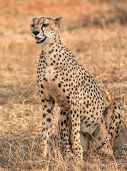 portrait of cheetah