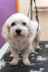 マルチーズのグルーミング