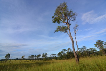 Tree on grass hill, Thung Salaeng Luang National Park