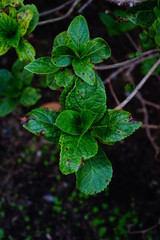 植える, 緑, 葉, 自然, 葉, 