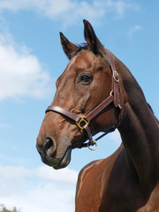 Horse Head Shot