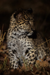 Amur Leopard