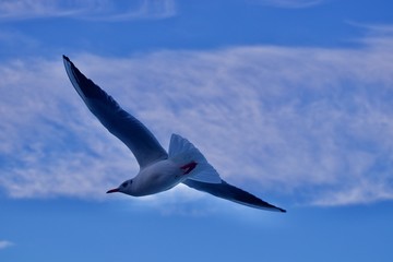 seagull in flight