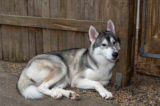 マラミュート犬 Images Browse 157 Stock Photos Vectors And Video Adobe Stock