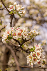Blooming apple spring garden. Delicate flowers of the apple tree