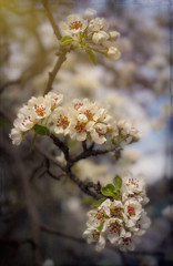 Blooming apple spring garden. Delicate flowers of the apple tree