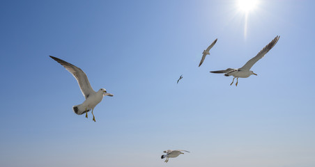 Flying seagulls over blue sky.