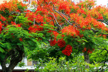 Blooming red phoenix flower