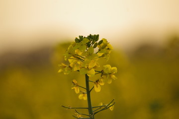 yellow flowers of the sunset in a meadow 