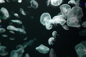 jellyfish in the water