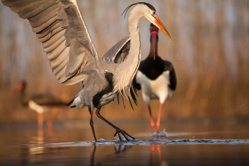Bird fight on the lake