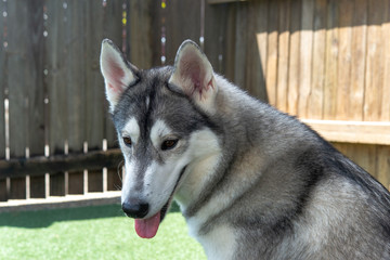 シベリアンハスキー