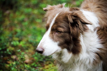 Fototapeta premium Brown and white dog in forest with green grass
