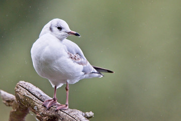 Black-headed Gull (Larus ridibundus), first winter plumage, near Jedburgh, Scotland, UK.