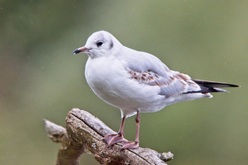 Black-headed Gull (Larus ridibundus), first winter plumage, near Jedburgh, Scotland, UK.