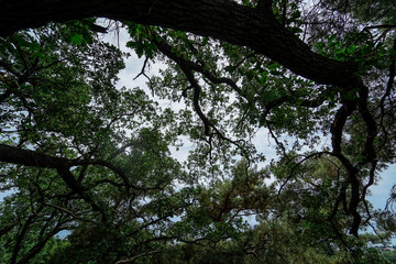 The texture of the trees in Coniferous forest