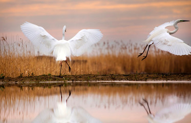 Egret eating fish