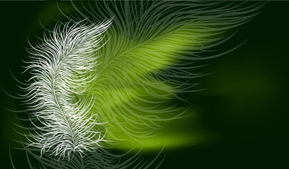 Vector image in green colors and a transparent feather.