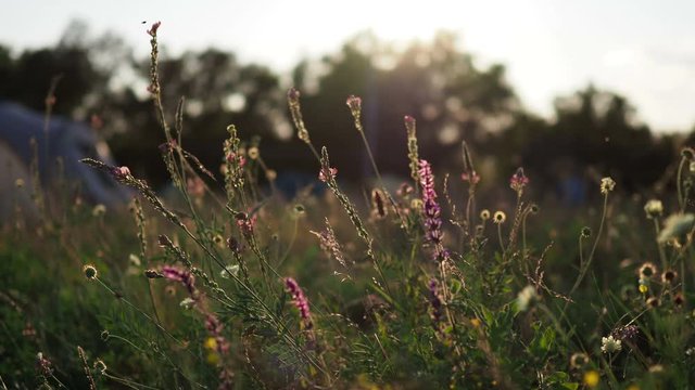 Beautiful purple flowers on a summer meadow at sunset