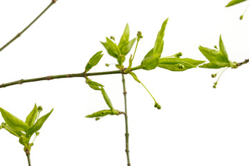 Leaves and buds isolated on bright background. Macro.