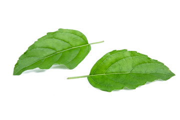 holy basil isolated on white background vegetable