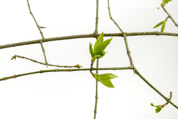 Leaves and buds isolated on bright background. Macro.