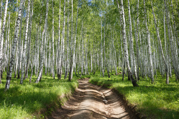 Pathway in green birch forest on sunny weather. Trees with white bark. Bright summer nature background. Ural woods landscape in Russia