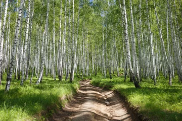 Tuinposter Pathway in green birch forest on sunny weather. Trees with white bark. Bright summer nature background. Ural woods landscape in Russia © Vitaliy Kaplin