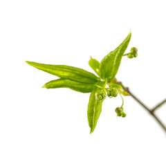 Leaves and buds isolated on white background. Macro.