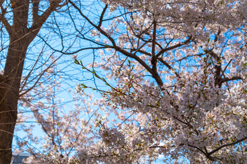 桜