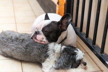 寄り添って寝る犬