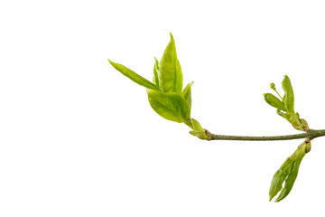 Leaves and buds isolated on white background. Macro.