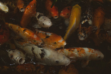 Obraz na płótnie Canvas ryby ryba zbiornik akwarium złota ryba